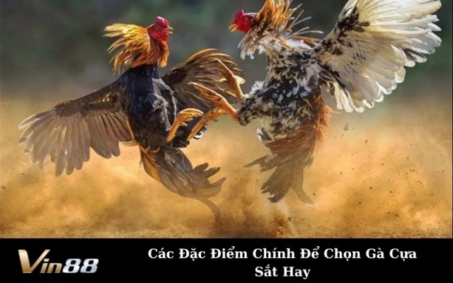 Các Đặc Điểm Chính Để Chọn Gà Cựa Sắt Hay